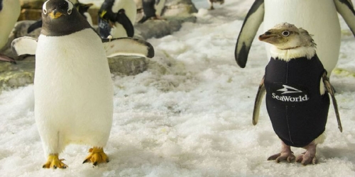 Во Флориде облысевшему пингвину сшили гидрокостюм