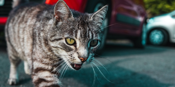 В Нидерландах водителя оштрафовали за то, что он не задавил кота