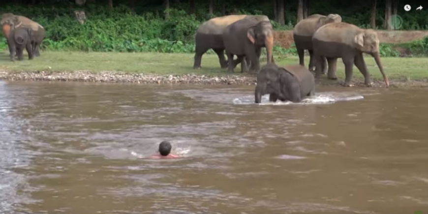 В Таиланде слоненок бросился спасать тонущего человека