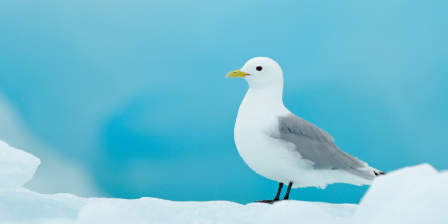 «Роснефть» приступила к исследованиям популяции белой чайки в Арктике